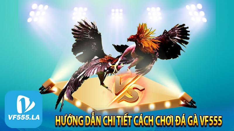 Hướng dẫn chi tiết cách chơi đá gà VF555