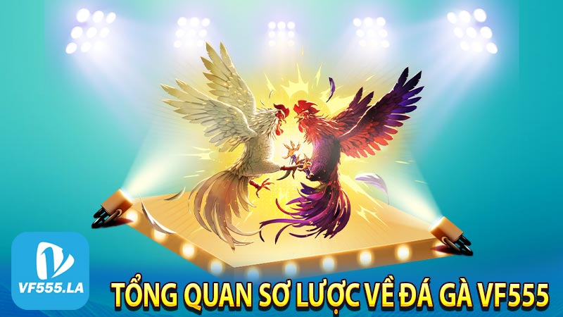 Tổng quan sơ lược về đá gà VF555